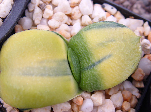 beat365官网中文|武磊获西媒盛赞后,又迎来一个好消息,新技能让人期待!(图1) beat365官网中文